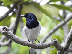 Copsychus saularis