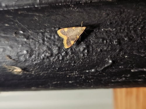 Clover Hayworm Moth