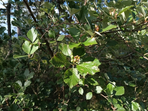 Aria danubialis