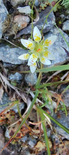 Saxifraga bryoides, photograph 3