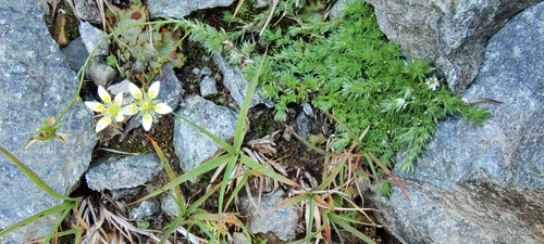 Saxifraga bryoides, photograph 4
