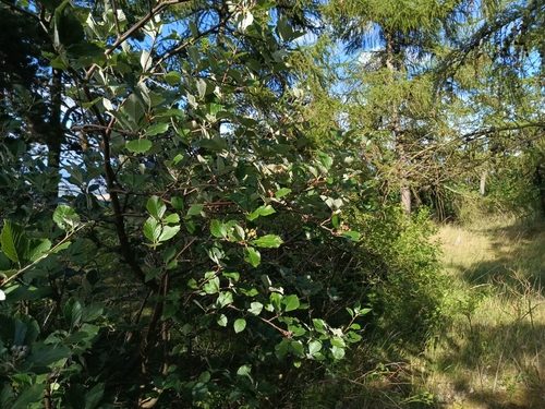Aria danubialis, photograph 1