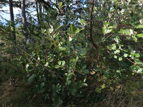 Aria danubialis, photograph 2