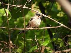 Aegithalos glaucogularis