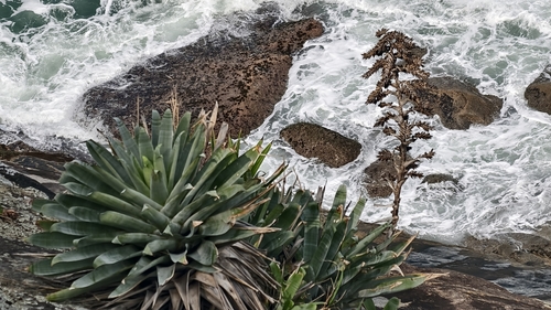 Alcantarea glaziouana (Alcantarea glaziouana)