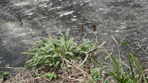 Pitcairnia flammea, photograph 3