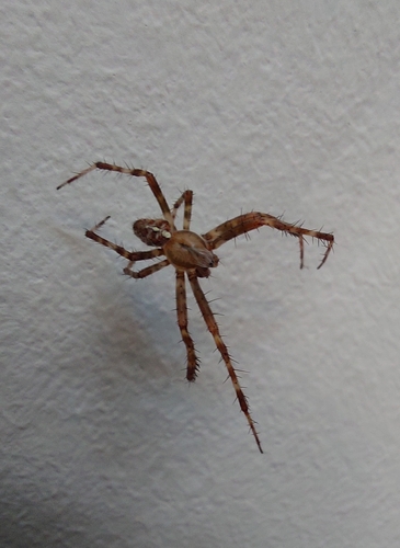 Cross Orbweaver