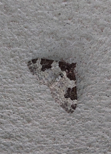 Garden Carpet