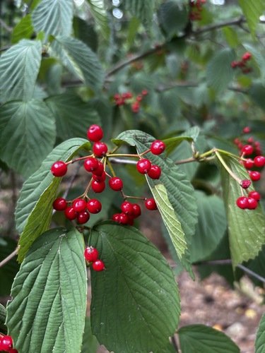 Viburnum wrightii observed 2026-08-30