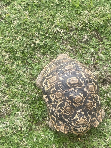Leopard Tortoise
