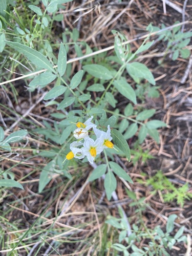 Solanum jamesii observed 2026-08-30