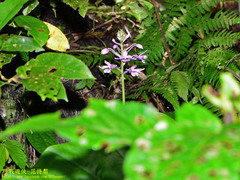 Calanthe masuca