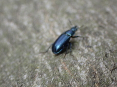 Platycerus