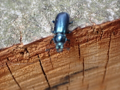 Platycerus