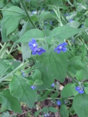 Pentaglottis sempervirens