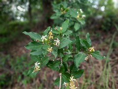 Oxyceros longiflorus