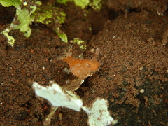 Plocamopherus