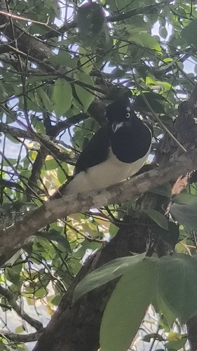 White-naped Jay