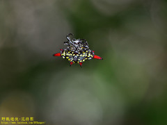 Gasteracantha sauteri