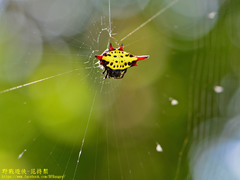 Gasteracantha sauteri