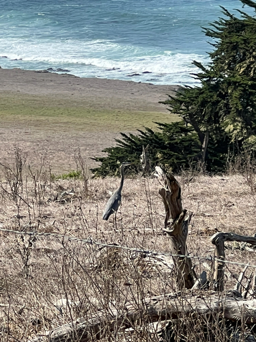 iNaturalist observation photo of Great Blue Heron