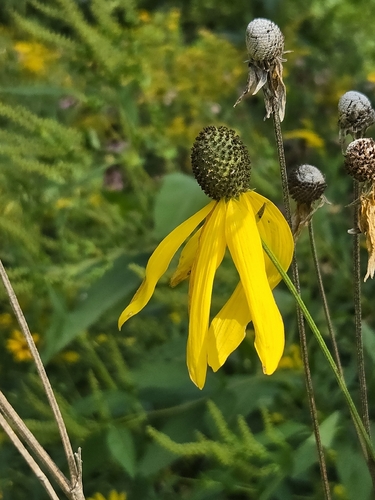 grey-headed coneflower
