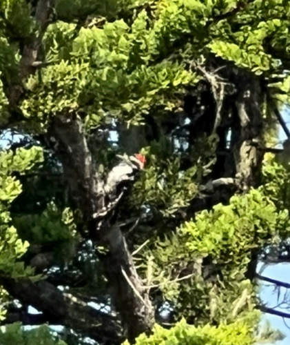 iNaturalist observation photo of Nuttall's Woodpecker