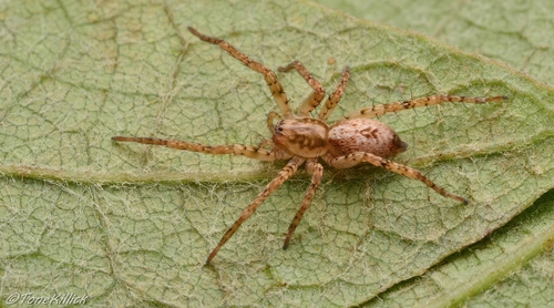 Photo of Buzzing Spider (Anyphaena accentuata)
