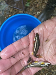 Chrosomus erythrogaster