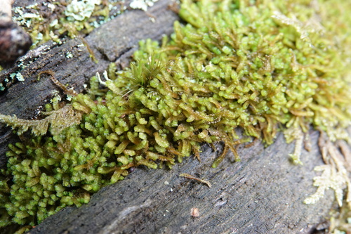 Neoorthocaulis floerkei observed 2026-08-29