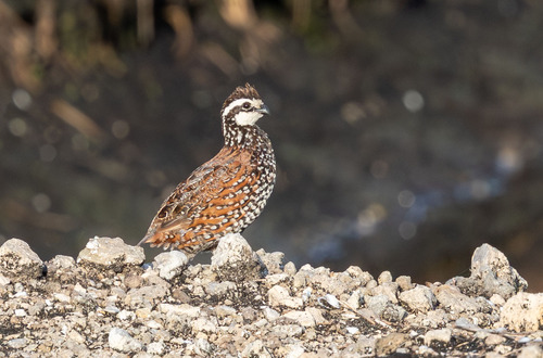 Northern Bobwhite observed by mtart