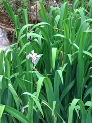 Iris virginica
