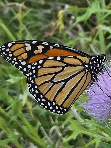 Monarch