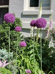 Allium hollandicum
