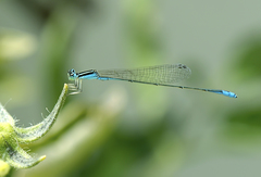 Aciagrion occidentale