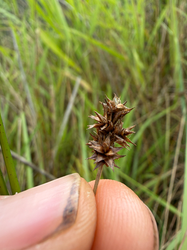 Carex macloviana, 2026-08-30