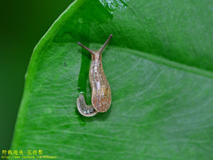 Helicarionoidea