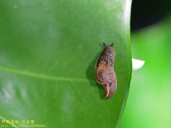 Helicarionoidea