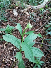 Lilium martagon