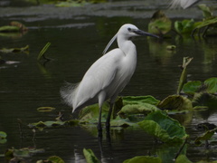 Egretta garzetta