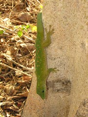 Phelsuma kochi
