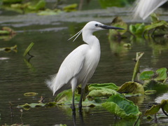 Egretta garzetta