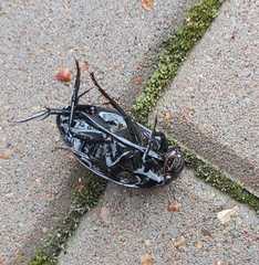 Hydrophilus aterrimus