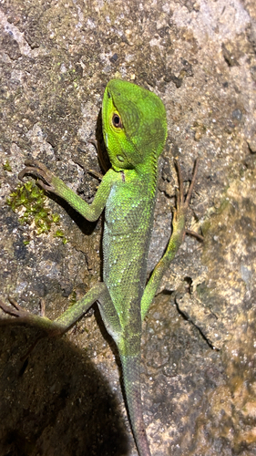 Medog Bloodsucker, Calotes medogensis