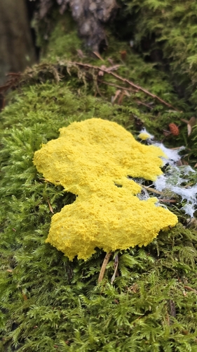 Dog Vomit Slime Mold