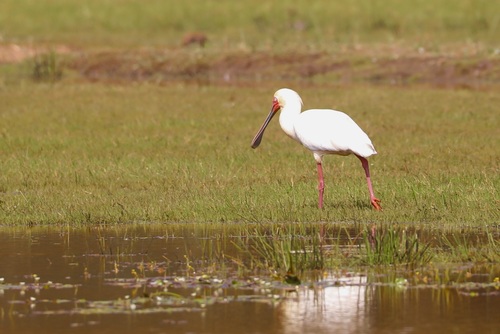 iNaturalist image
