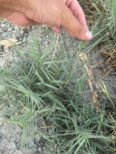 Saltgrass