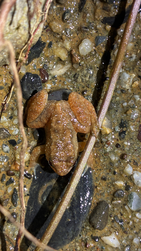 Northern Frog, Ingerana borealis