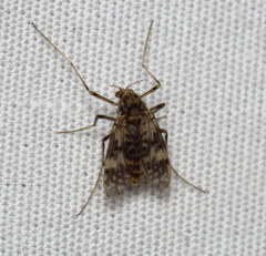 Psectrotanypus dyari