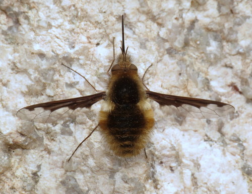 Greater Bee Fly